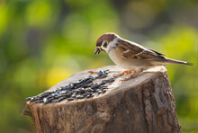 Sparrow Sitting On Bird Feeder