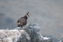 Chamois Goat Rupicapra Rupicapra Standing On Top Of Cliff Looking At Camera Carpathian Chamois In Natural Habitat 