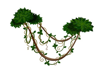 Wall Mural - Hanging Lianas Jungle Composition