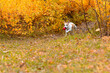 © Alexander - Jack Russell Terrier. A small dog in the park in nature. Pets