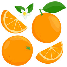Whole And Sliced Orange Fruit, Orange Flowers And Leaves. Vector Illustration.
