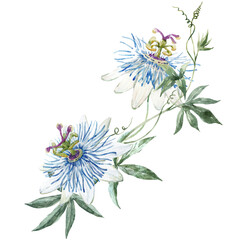 Beautiful floral composition with hand drawn watercolor blue passionflowers. Stock illustration.