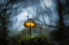 Fantasy Glowing Mushrooms In An Enchanted Forest.