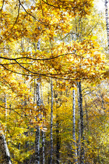 Wall Mural - oak yellow leaves and birch trees on background in autumn forest of city park on sunny autumn day