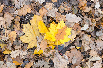 Wall Mural - top view of fallen yellow maple leaves on dried brown oak leaves at meadow in forest of city park on
