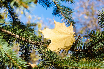 Wall Mural - fallen maple leaf in needles of firtree close up on sunny autumn day