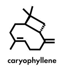 Caryophyllene molecule. Constituent of multiple herbal essential oils, including clove oil. Skeletal formula.