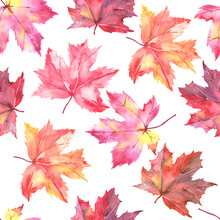 Seamless Pattern With Hand Painted Watercolor Autumn Maple Leaves On White Background. Cute Design For Textile Design, Scrapbook Paper, Decorations. High Quality Illustration
