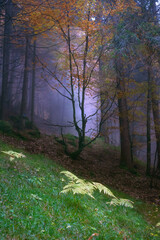 Wall Mural - Fall colored and foliage on dolomites