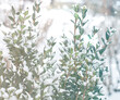 © VeKoAn - green boxwood leaves with snow
