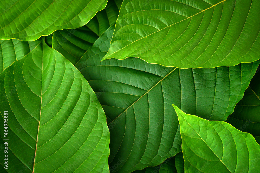 Fresh green Mitragyna speciosa kratom leaves