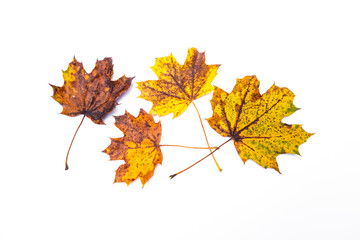 Wall Mural - feuilles d'arbres sur fond blanc