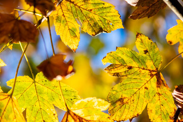 Colorful leaves in autumn and fall shine bright in the backlight and show their leaf veins in the indian summer with orange, red and yellow colors as beautiful side of nature in the cold season