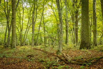 Fototapeta an oak and beech tree forest with leaves on the ground