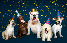 Group Of Puppies Celebrating A New Year