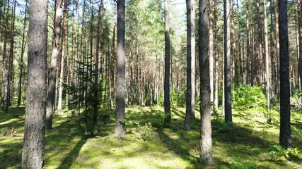 Wall Mural - Drone flying in the autumn forest. Slow flight in forest on fall season.
