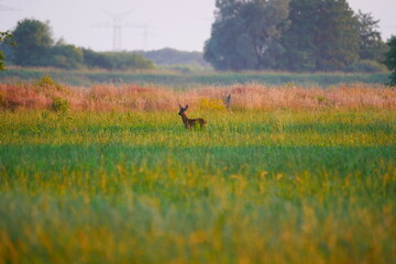 a roebuck stands in the evening sun with light and shade on a green field