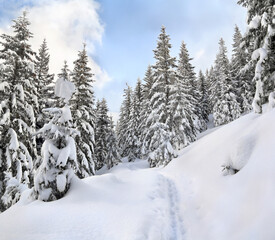 Wall Mural - winter landscape of mountains with path with footprints in snow following in fir forest and glade. c