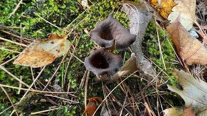 Wall Mural - Black Trumpet Mushrooms Among Fallen Leaves