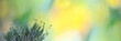 © Tinka Mach - Panoramic banner with bokeh of green and yellow natural color with a bunch of thyme herb in the corner. Selective focus with blurred background and copy space