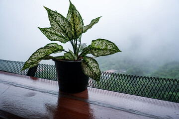 Sticker - plant in a pot