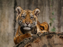 Sumatran Tiger Young Girl Laying On The Timber