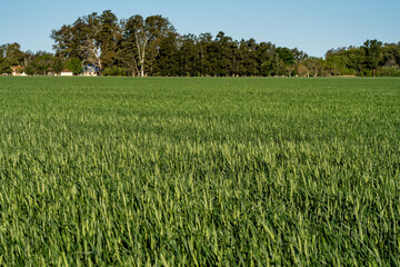 Poster - Young wheat field in Firmat, Santa Fe, Argentina