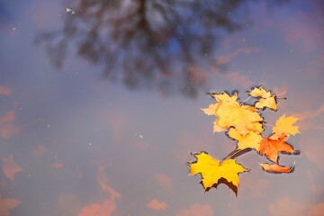 autumn yellow maple leaves over blue water with reflection of trees in it