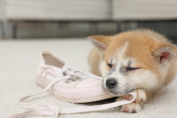 Canvas Print - Cute akita inu puppy with shoe on carpet in living room