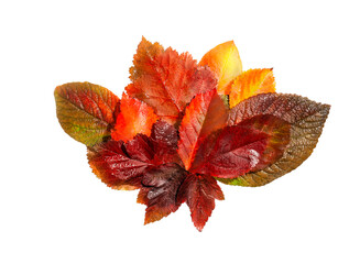 Wall Mural - Bouquet of red autumn leaves, isolated.