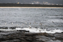 Flock Of Seabirds At A Rocky Beach On A Cloudy Day