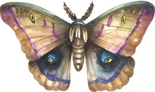 Emperor Moth (Saturnia Pavonia)