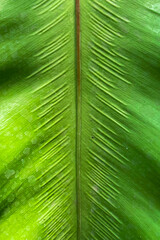 Wall Mural - a close shot of a green decorative plant. green leaf with a vein on the middle. the beauty of the blossoming plant.