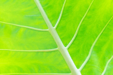 Texture of green leaf