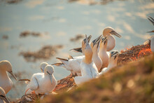 Wild Nesting North Atlantic Gannets At Island Helgoland, Biggest Rookery In Germany, Female Is Taking Care About Young Chicks, Summer, Sunset Colors.