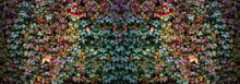 Colorful Atumn Leaves Of Virginia Creeper Covering The Fence, The Natural Texture Of Multicolored Fall Vine Leaves Banner Size