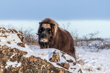 Wall Mural - Musk ox on the snowy field