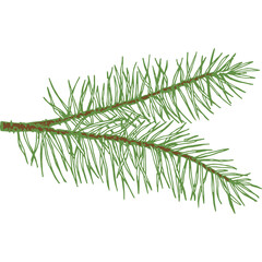 Hand Drawn Vector Evergreen Double Spruce or Pine Tree Branch Colorful Fir-needle Twig Sketch. Isolated