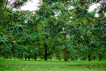 Wall Mural - Durian orchard at Sisaket