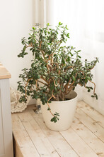 Crassula Ovata Or Jade Plant In Flower Pot