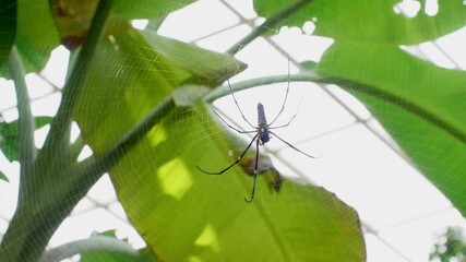 Beautiful spider and web in nature.
