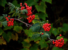 Red Berries On A Sumac Bush