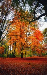 Canvas Print - autumn in the park