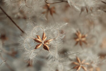 Beautiful Dry Clematis Flowers. Natural Floral Autumn Background. Selective Focus