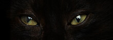 Eyes Of A Black Cat Close Up On A Black Background.