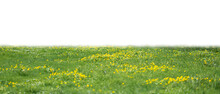 Grass And Yellow Spring Flowers Isolated On White