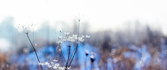 Frost-covered stalks of dried plants in the meadow in winter on a blurred background, winter background