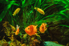 Blood Parrot Cichlid And Other Colorful Exotic Fish In Water With Algae. Vivid Background Of Underwater World