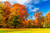 Fototapeta Desenie - Autumn scene, fall,  red and yellow trees and leaves in sun light. Beautiful autumn landscape with yellow trees and sun. Colorful foliage in the park, falling leaves natural background