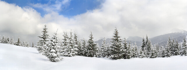 Wall Mural - winter landscape of mountains in fir forest and glade in snow. carpathian mountains. panorama